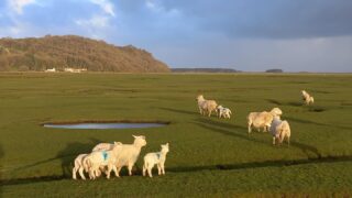 ‘Gower Salt Marsh Lamb’ new UK geographical indication