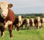 TB conference to focus on making UK TB-free by 2038