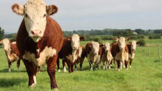 TB conference to focus on making UK TB-free by 2038