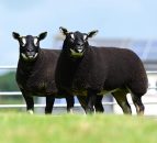 Tyrone breeders secure export deal for Badgerface Texels