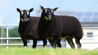 Tyrone breeders secure export deal for Badgerface Texels