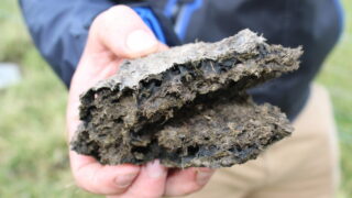 Dung beetles are a farmer’s best friend
