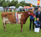 'Tremendous' Dairy Shorthorn cow crowned champion at Omagh Show
