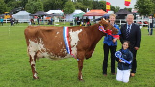 ‘Tremendous’ Dairy Shorthorn cow crowned champion at Omagh Show