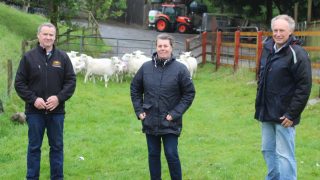 Demand for EasyCare sheep continues to rise in New Zealand