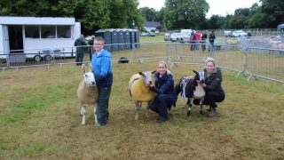 Dutch Spotted hogget carries the day at Castlewellan Show
