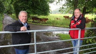 Milk price changes could boost NI Jersey cattle numbers