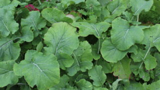 Impact of catch and cover crops on potassium cycling
