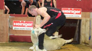 Tyrone farmer sets new record shearing 858 lambs in 9 hours