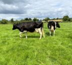 Killuragh herd the star of Pure Friesian Open Day