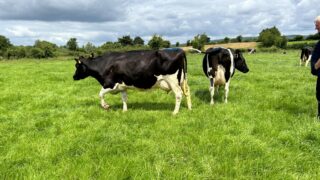 Killuragh herd the star of Pure Friesian Open Day