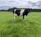 Dairy Focus: Pure Friesian ticking all the boxes in Limerick