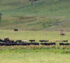 Australia: Beef exports to UK soar as national herd grows