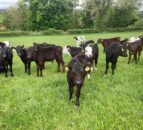 Are faecal egg counts aiding the spread of parasites on farms?