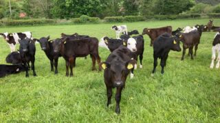 Are faecal egg counts aiding the spread of parasites on farms?