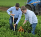 M&S joins Armagh vegetable grower to boost pollinator activity