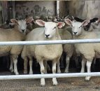 Irish sheep shearing record attempt to take place in Antrim