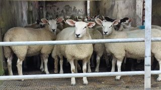 Irish sheep shearing record attempt to take place in Antrim