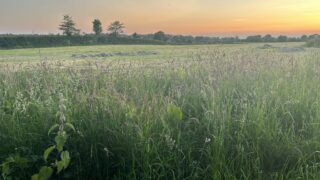 7 NI farms triumph in lower carbon project