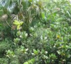 Brazil: Amazon deforestation down by a third in first half of 2023