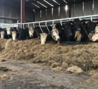 Methane reduction methodology launched for beef producers