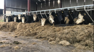Methane reduction methodology launched for beef producers