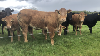 LMC welcomes timetable for new NI farm support measures
