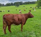 World farmers take a stand against lab-grown food