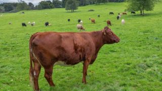 World farmers take a stand against lab-grown food