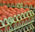 RSPCA Assured extends pause for new laying hen welfare standards