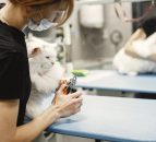 BVA launches menopause hub to help keep vets in profession
