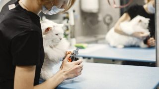BVA launches menopause hub to help keep vets in profession