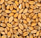Black Sea Grain Initiative: 2.5% of exports to low-income countries