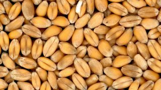 Black Sea Grain Initiative: 2.5% of exports to low-income countries