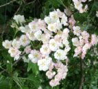 CAFRE: Hedgerow managing tips that ‘benefit’ the environment