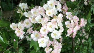 CAFRE: Hedgerow managing tips that ‘benefit’ the environment