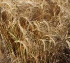 Poor weather stymies start of NI winter barley harvest
