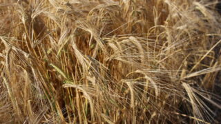 Poor weather stymies start of NI winter barley harvest