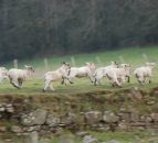 Forum to discuss future of sheep farming at Llandovery Sheep Festival