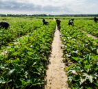 Problems securing migrant labour still 'loom large' - Gougeon