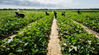 NFU welcomes House of Lords horticulture committee’s recommendations