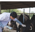 Entries for Young Vet of the Year open