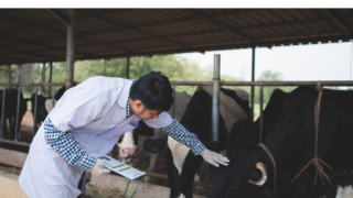 Entries for Young Vet of the Year open