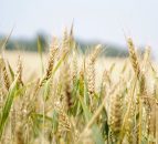 End of Black Sea Initiative strengthens global grain prices