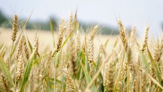 End of Black Sea Initiative strengthens global grain prices