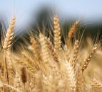 Belfast company developing tech to detect food fraud