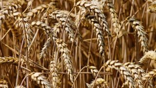 More barley and oilseed rape sown at expense of wheat in UK