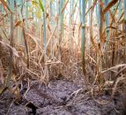 Tillage: How to test for take-all using a plastic cup