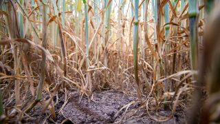 Tillage: How to test for take-all using a plastic cup
