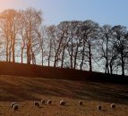 Farmers in Wales need to ‘reduce’ livestock to reduce emissions – report